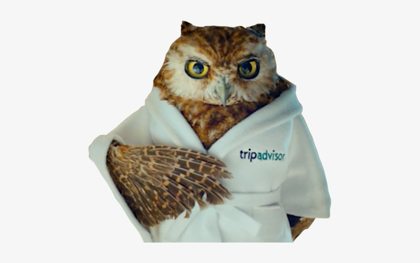 Great Horned Owl, transparent png #836473