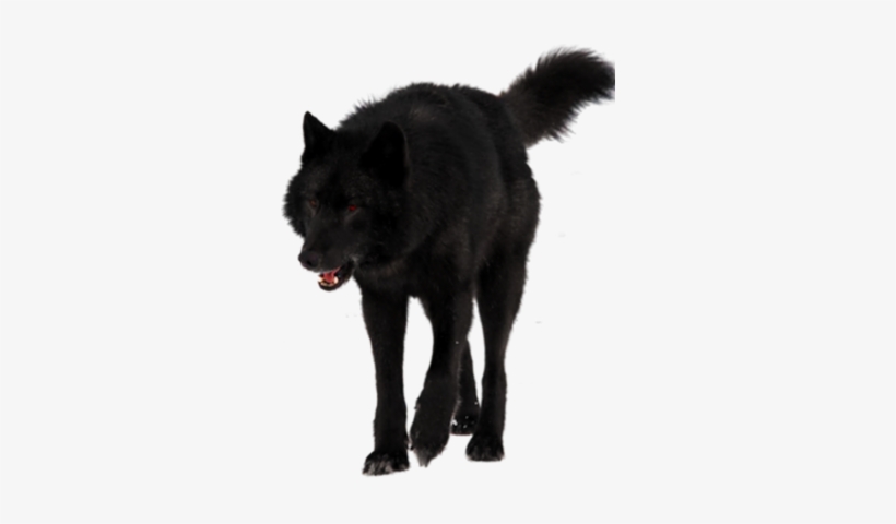 Black Wolf Transparent Background, transparent png #837554