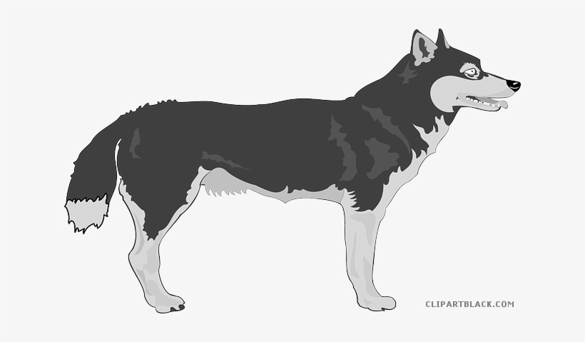 Gray Wolf Clipart Wolf Animal - Alaskischer Malamute-hundegeschenke Grußkarte, transparent png #837686