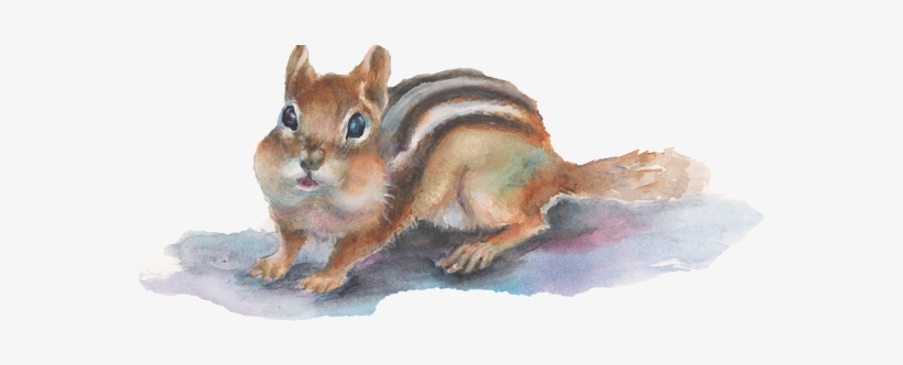 The Creative Road Donna Carr Roberts Has Always Been - Eurasian Red Squirrel, transparent png #838089