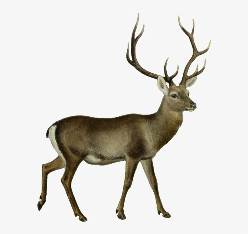 Silhouette Cameo Buck Svg Free Transparent Png Download Pngkey