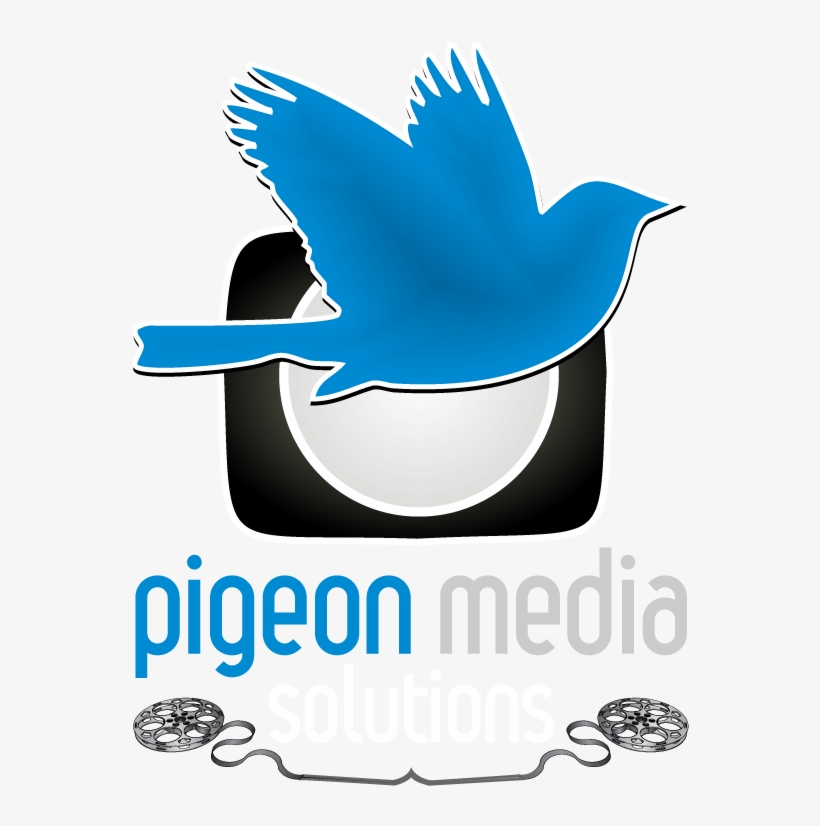 Pigeon, transparent png #8300844