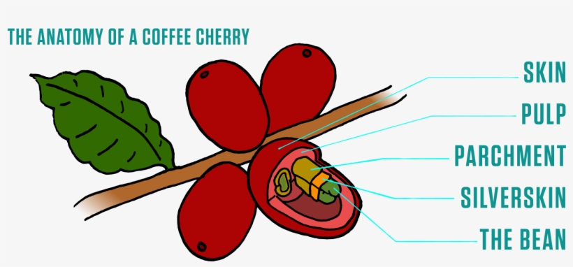 Coffee Cherry Anatomy - Coffee Cherry Illustration, transparent png #8300891