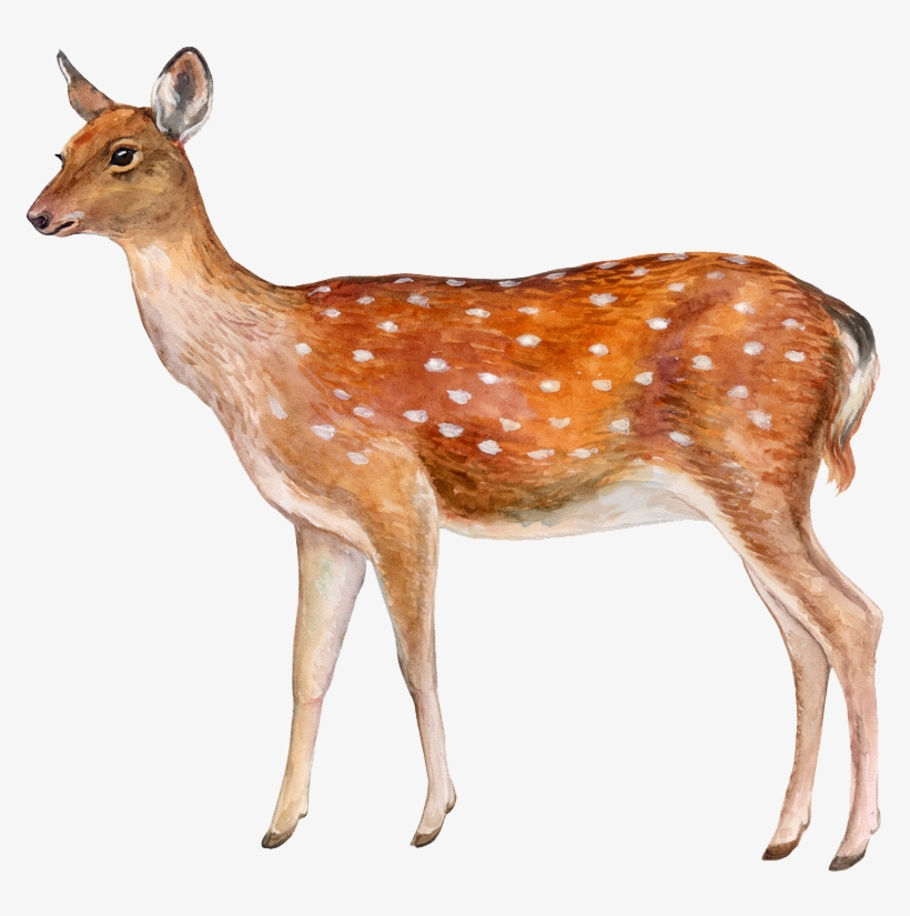 Deer Png Image - Spotted Deer With White Background, transparent png #8300938