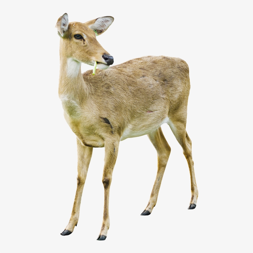 Deer Png Image With Transparent Background - White Tailed Deer Doe White Background, transparent png #8301052