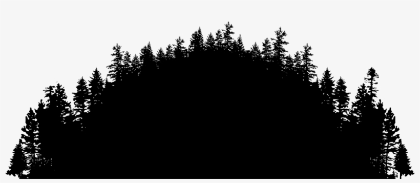 Go To Image - Shortleaf Black Spruce, transparent png #8301553