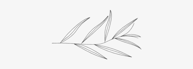 Willow-01 - Line Art, transparent png #8301579