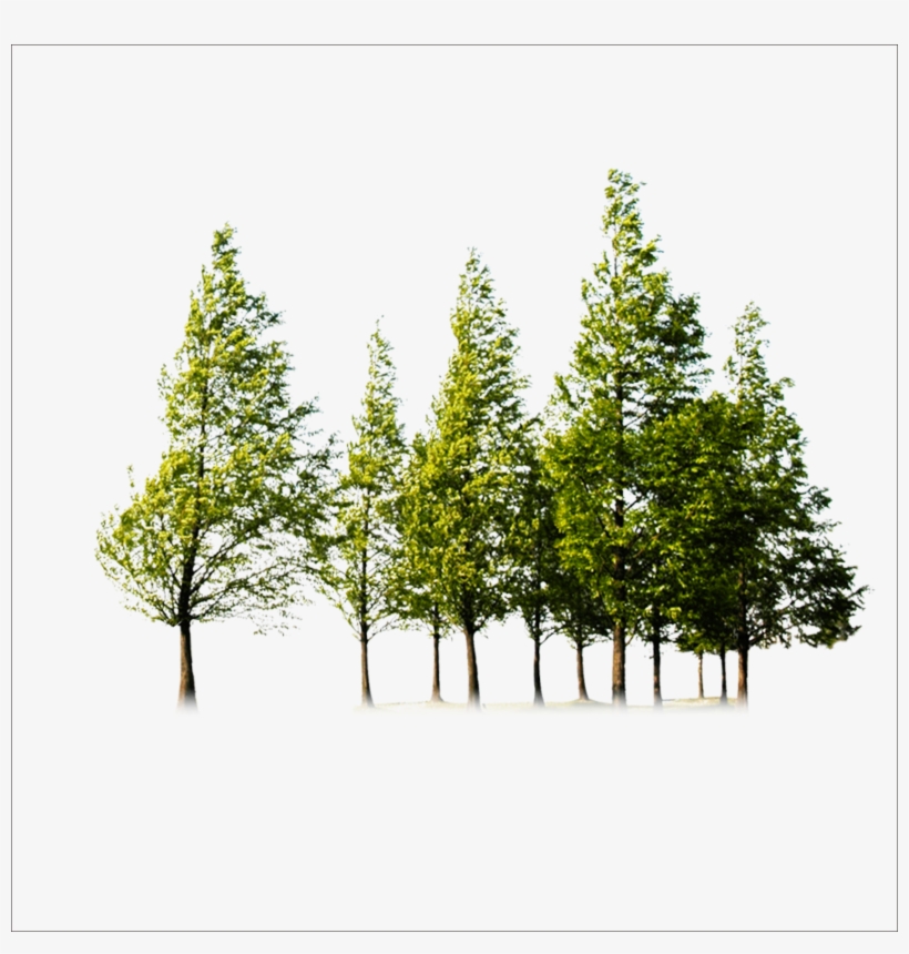 Tree Trees Free Png Hq Clipart - Forest Png, transparent png #8302036