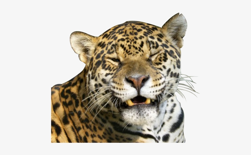 Animal Png - African Leopard, transparent png #8302464