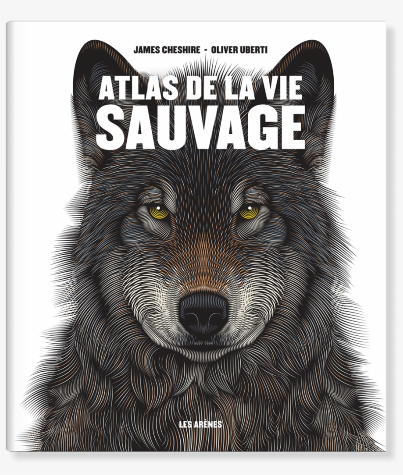 France - Grizzly Bear, transparent png #8303897