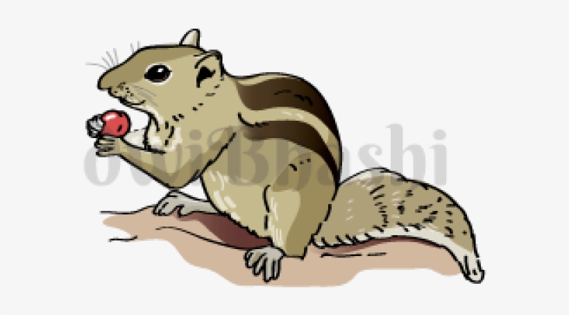 Indian Clipart Squirrel - Illustration, transparent png #8304168