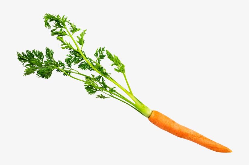 Carrot With Leaves - Carrot, transparent png #8305387