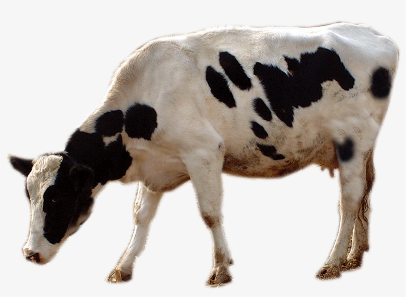 Cattle Livestock Cows Transprent Png Free Download - Cow Grazing Png, transparent png #8306105