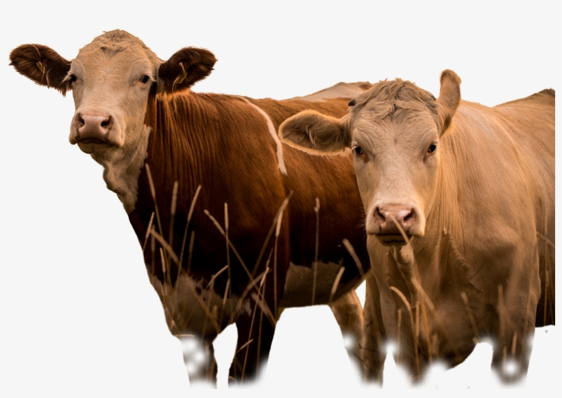 Phytobiotics Offers Different Products And Services - Cattle, transparent png #8306229