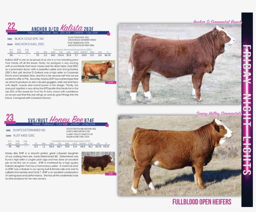 $10,000city View Simmentals - Dairy Cow, transparent png #8306415