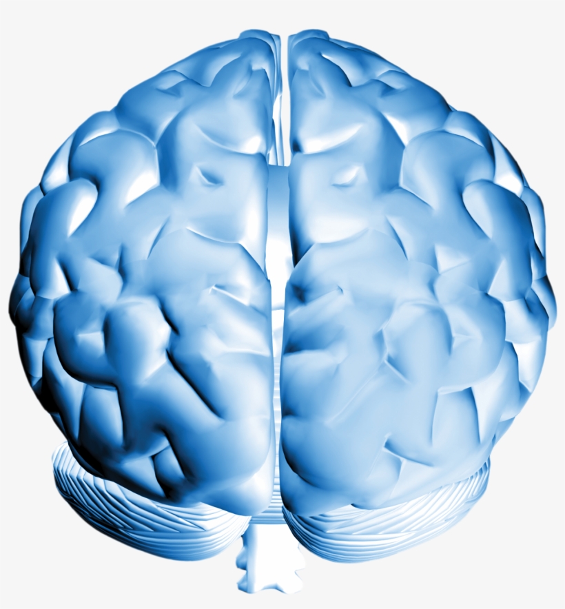 Brain, transparent png #8306640