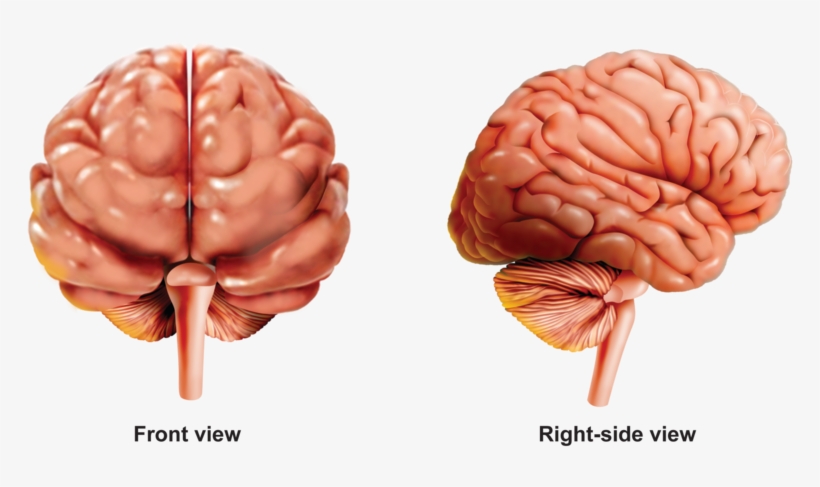 Activities And Answer Keys Ck Foundation For - Macro Photography, transparent png #8306808