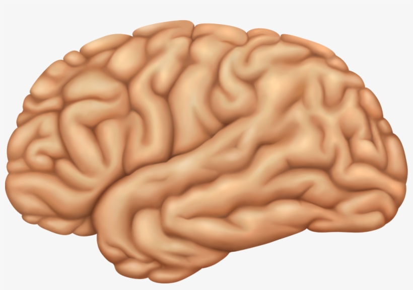 Brain Lobes - Macro Photography, transparent png #8306933