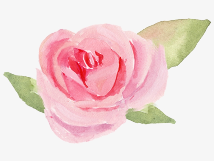 Garden Roses, transparent png #8308262