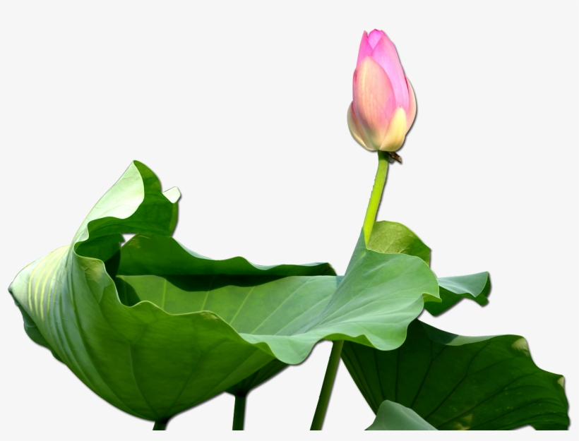 Nelumbo Nucifera Clip Art Budded Transprent Png Ⓒ - Trong Họa Có Phúc, transparent png #8308623