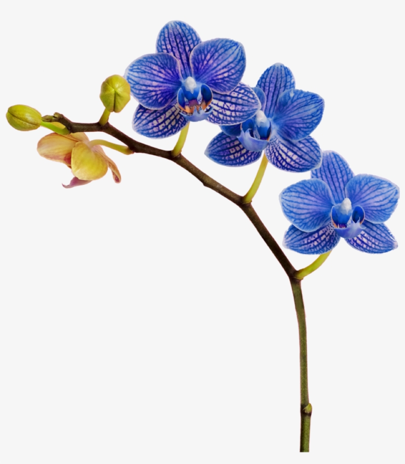 Support - Orchids Of The Philippines, transparent png #8309104