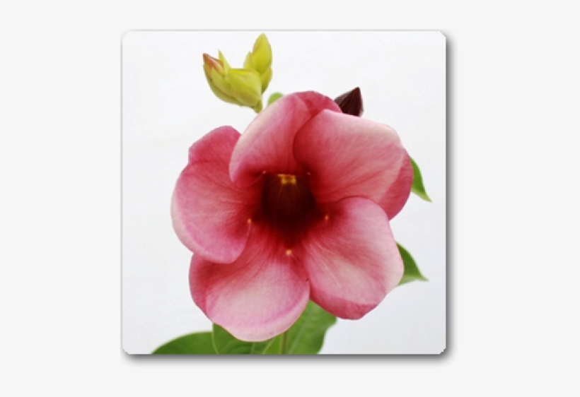 Allamanda Tiger - Mandevilla, transparent png #8309196