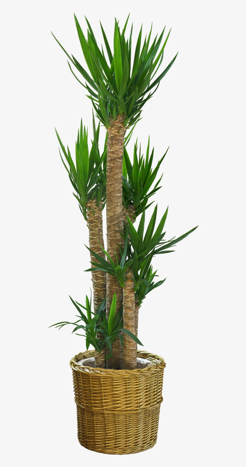 Just Copy These Plants And You Can Adjust Them In Any - Dracaena Draco Png, transparent png #8309228