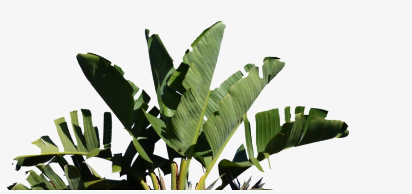 Palm - Strelitzia Nicolai, transparent png #8309486