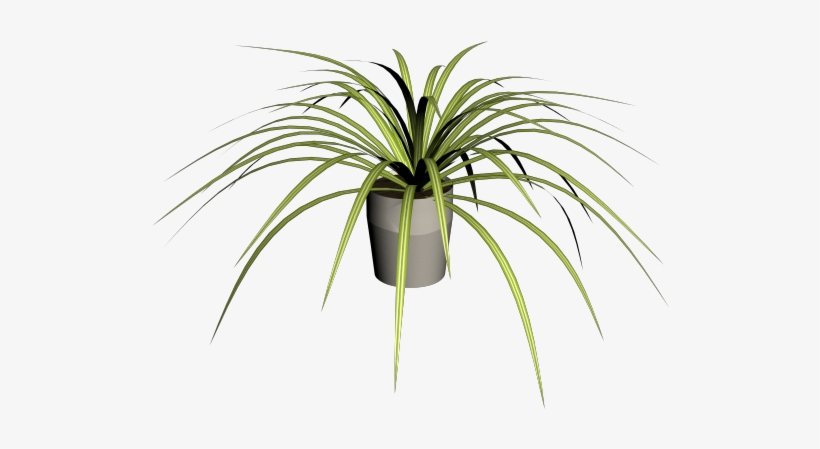 Spider Plant - Roystonea, transparent png #8309537