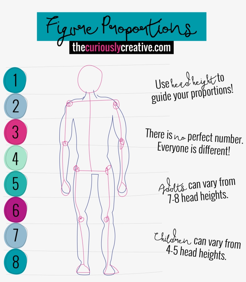 Figure Proportion Drawings - Head Proportion Drawing Height, transparent png #8310129