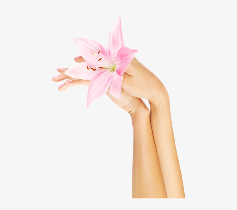 A Manicure From Lady Fingers - Lily, transparent png #8311491