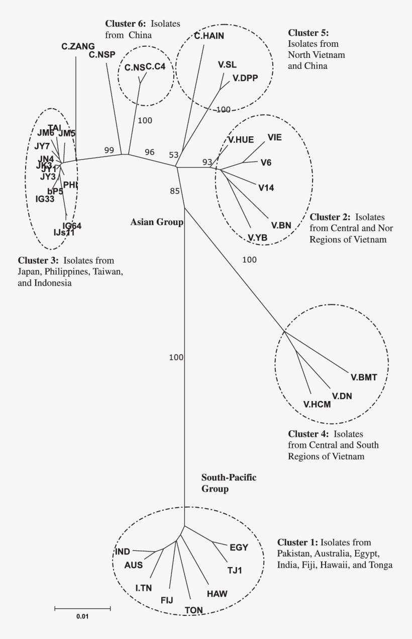 Unrooted Nj Tree Of Full Length Dna R For Banana Bunchy - Banana Bunchy Top Virus Life Cycle, transparent png #8312643