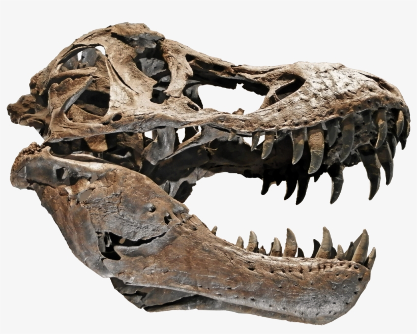 1024 X 777 0 - Tyrannosaurus Skull Png, transparent png #8315497