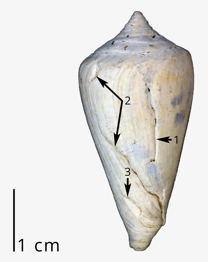 A Fossil Cone Snail Shell Showing Three Different Sets - Leafhopper, transparent png #8315661