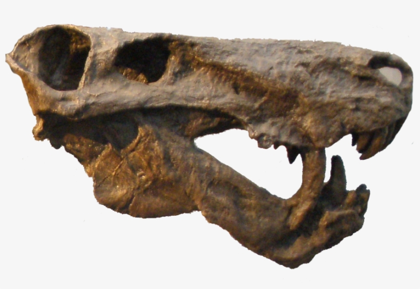 Inostrancevia Alexandri - Inostrancevia Alexandri Inostrancevia Skull, transparent png #8315837