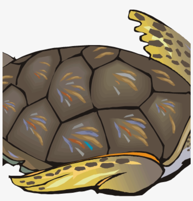 Sea Turtle Clipart Sea Turtle Clip Art Free Clipart - Clip Art Realistic Turtle, transparent png #8319480