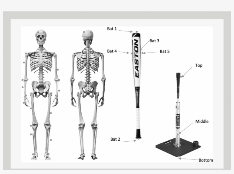 Modified Helen Hayes Full Body Marker System And Custom - Esqueleto Humano Frente Y Dorso, transparent png #8320202