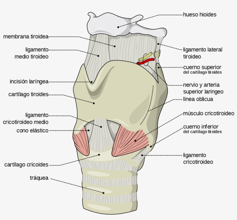 How The Voice Box Works While Singing Why Do We Even - Internal Branch Of Superior Laryngeal Nerve, transparent png #8321339