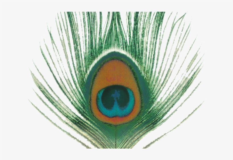 5 Peacock Clipart Png Format Free Clip Art Stock Illustrations - Xtc Apple Venus Volume 1, transparent png #8323989