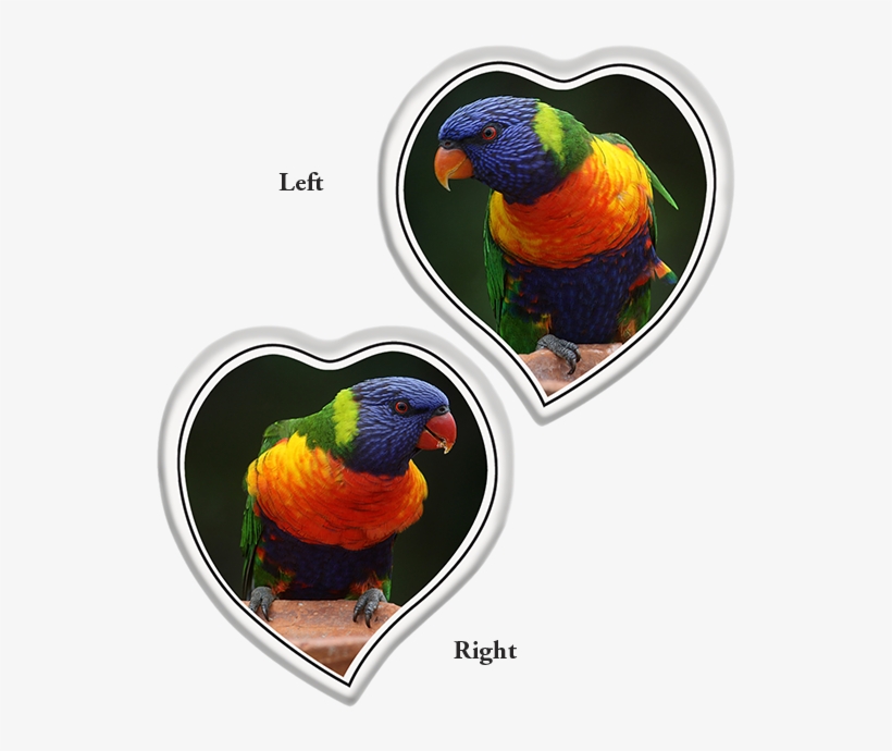 Tear Shaped Heart Left Or Right - Parrot, transparent png #8325671