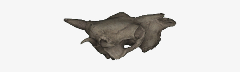 Jawless Brahmin Skull - Bull, transparent png #8327797