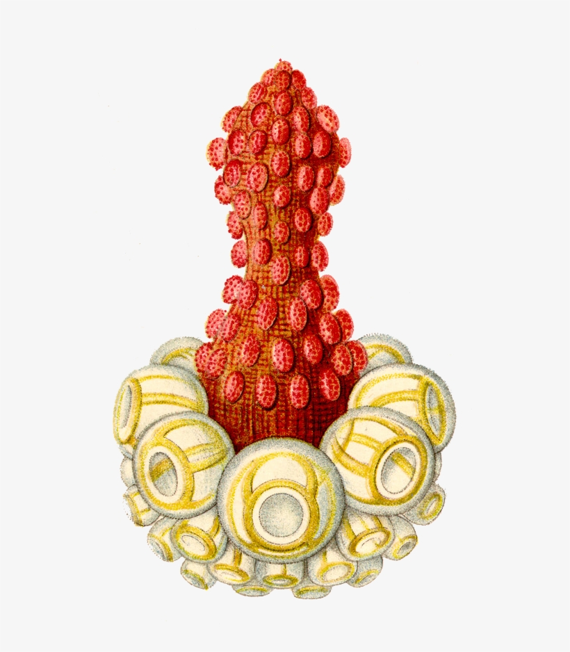 Illustration, transparent png #8328873