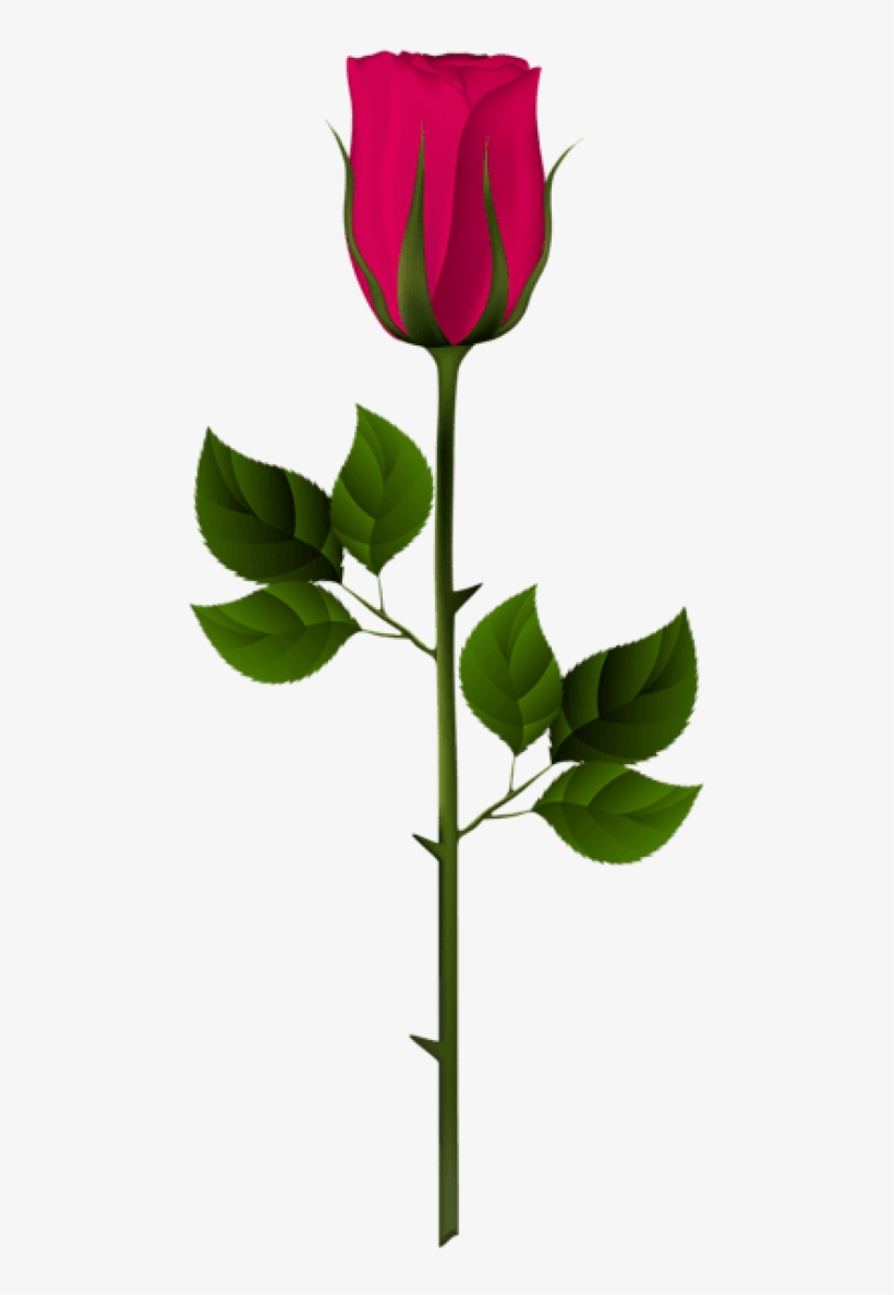 Free Png Download Pink Rose Bud Png Images Background - Garden Roses, transparent png #8330205