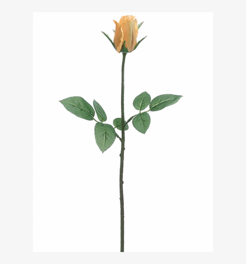 5" Rose Bud Spray Yellow - Hybrid Tea Rose, transparent png #8330234