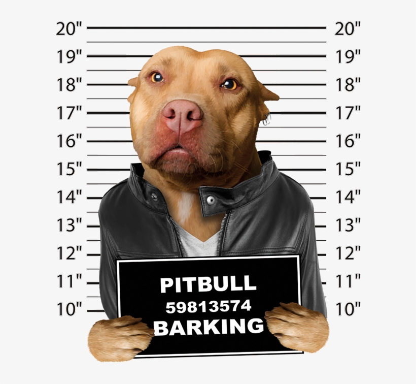 Pitbull Mugshot, transparent png #8331982