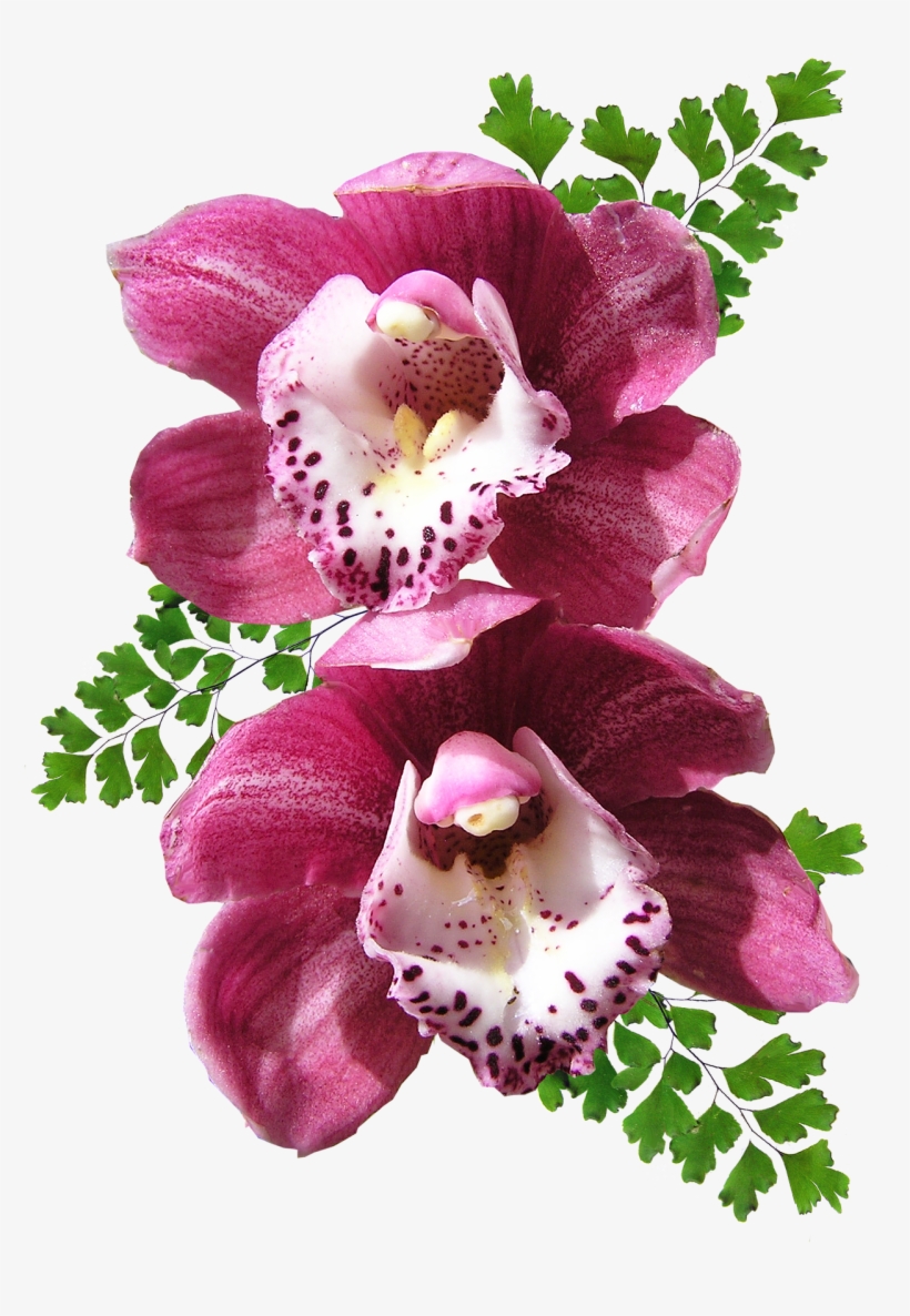 Orchid - Orquideas Png, transparent png #8332358