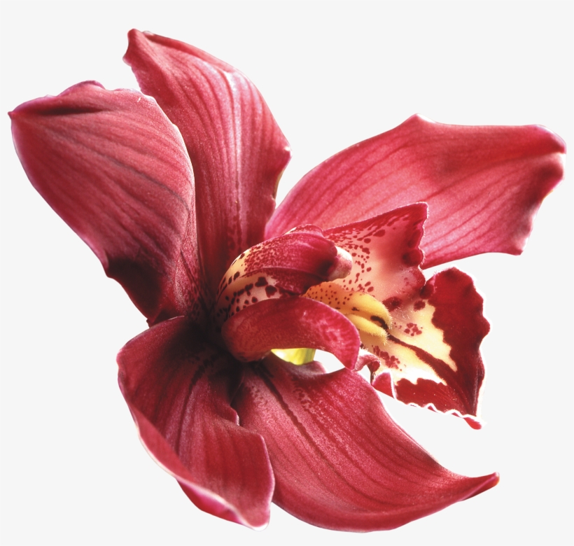 Orquideas Rojas Dibujos, transparent png #8332670