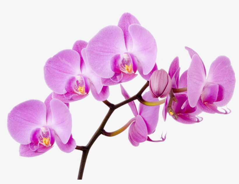 Яндекс - Фотки - Orchid Flower, transparent png #8332857