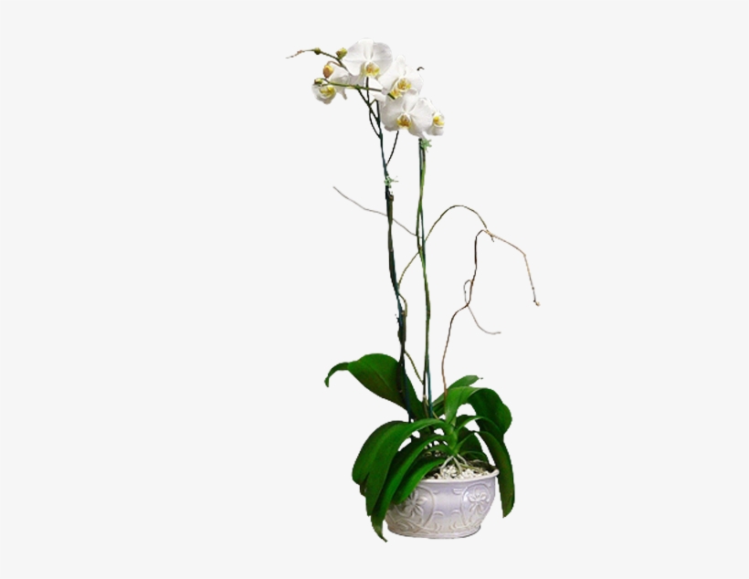 Orchids & Curly Willow - Moth Orchid, transparent png #8333070