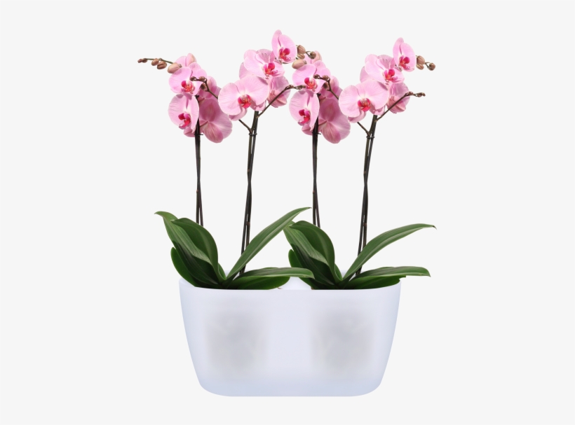 Home > Collection > Brussels Orchid Duo - Moth Orchid, transparent png #8333243